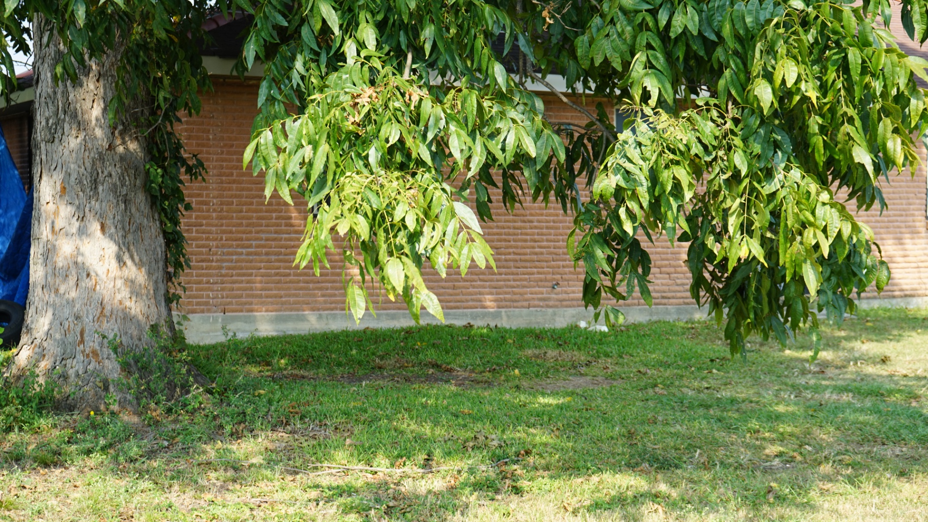 Pecan Shade · Backyard